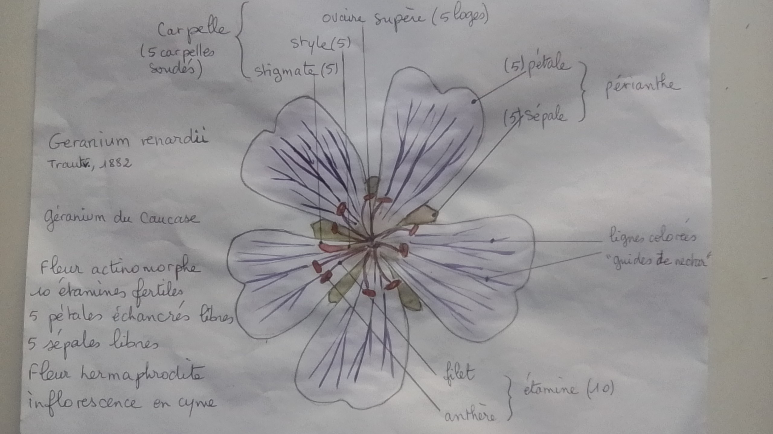 Annexe Geranium renardii.jpg