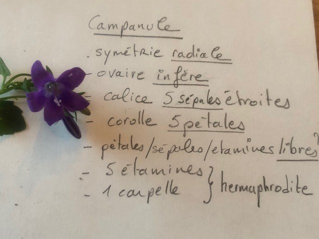 Annexe campanule.jpg