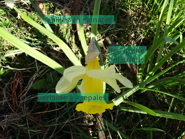 Annexe jonquille entiere.jpeg