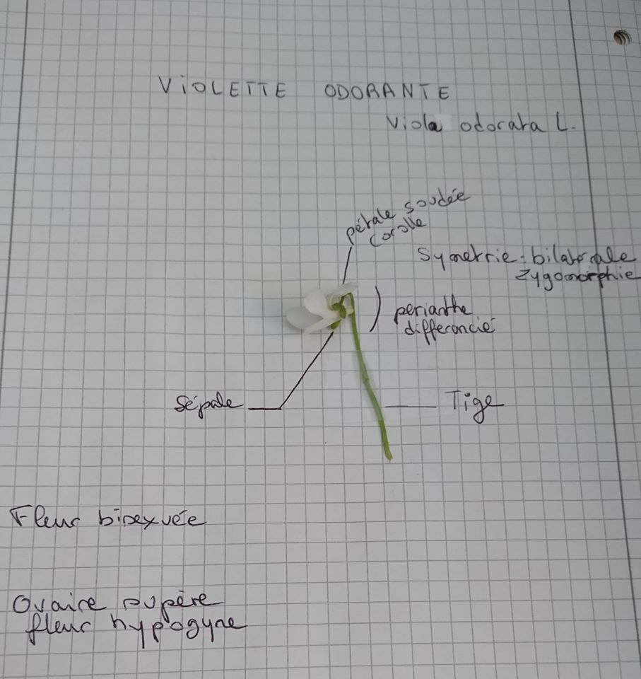 Annexe 91984332_10221939679821963_5895620900488740864_o.jpg