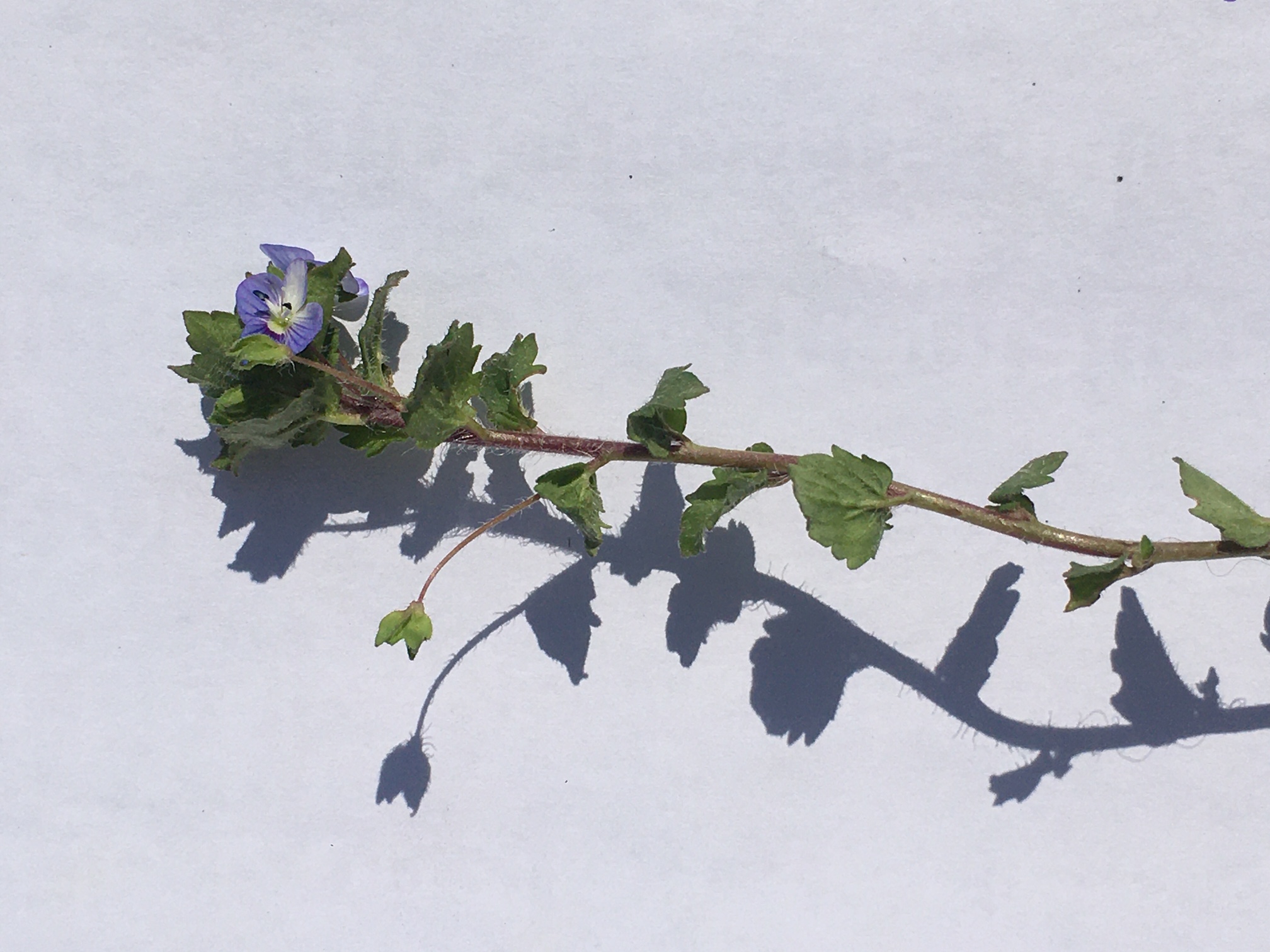 Annexe 71F5401E-5DC3-49E2-9E96-2A1A87E9081D.jpeg