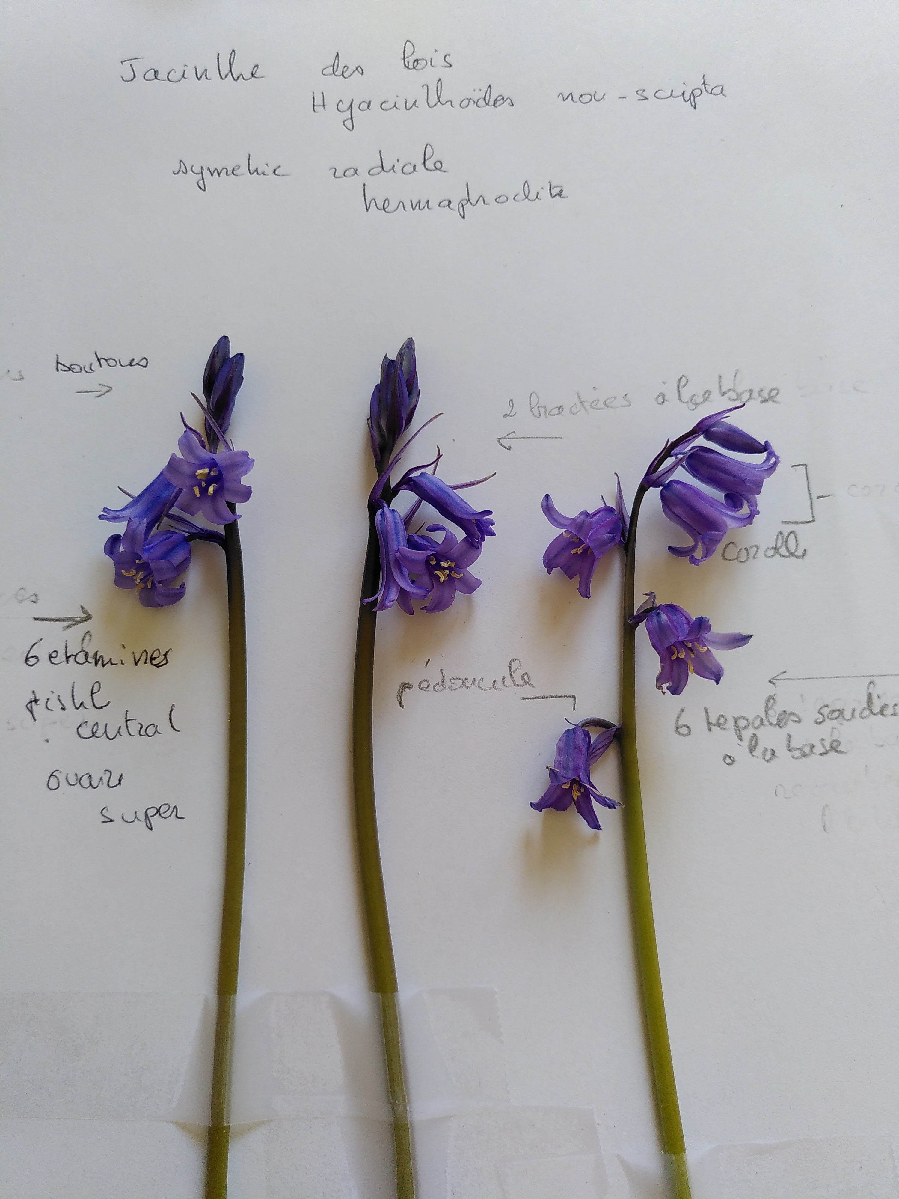 Annexe jacinthe des bois.jpg