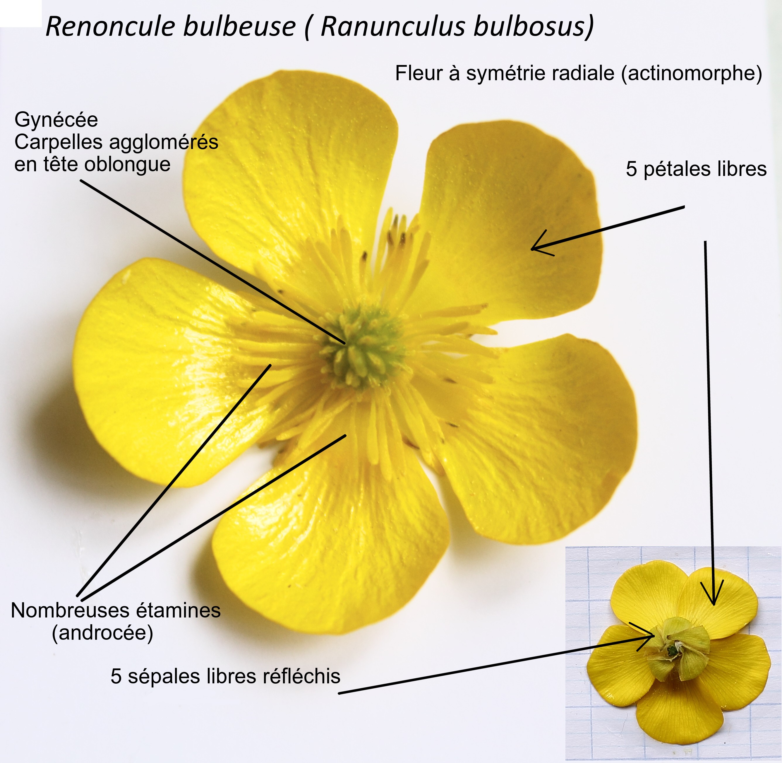 Annexe Morphologie de la fleur- Renoncule bulbeuse 1.JPG
