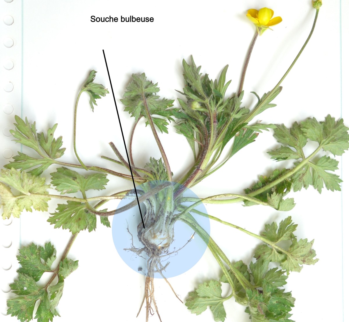 Annexe Renoncule Bulbeuse -Soucle.jpg
