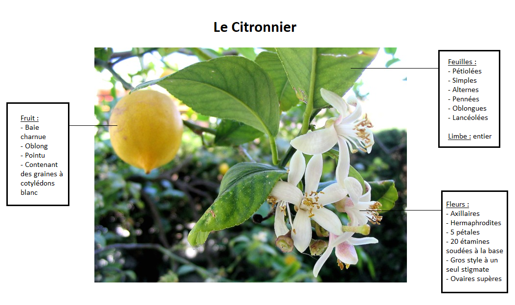 Annexe Le citronnier.png
