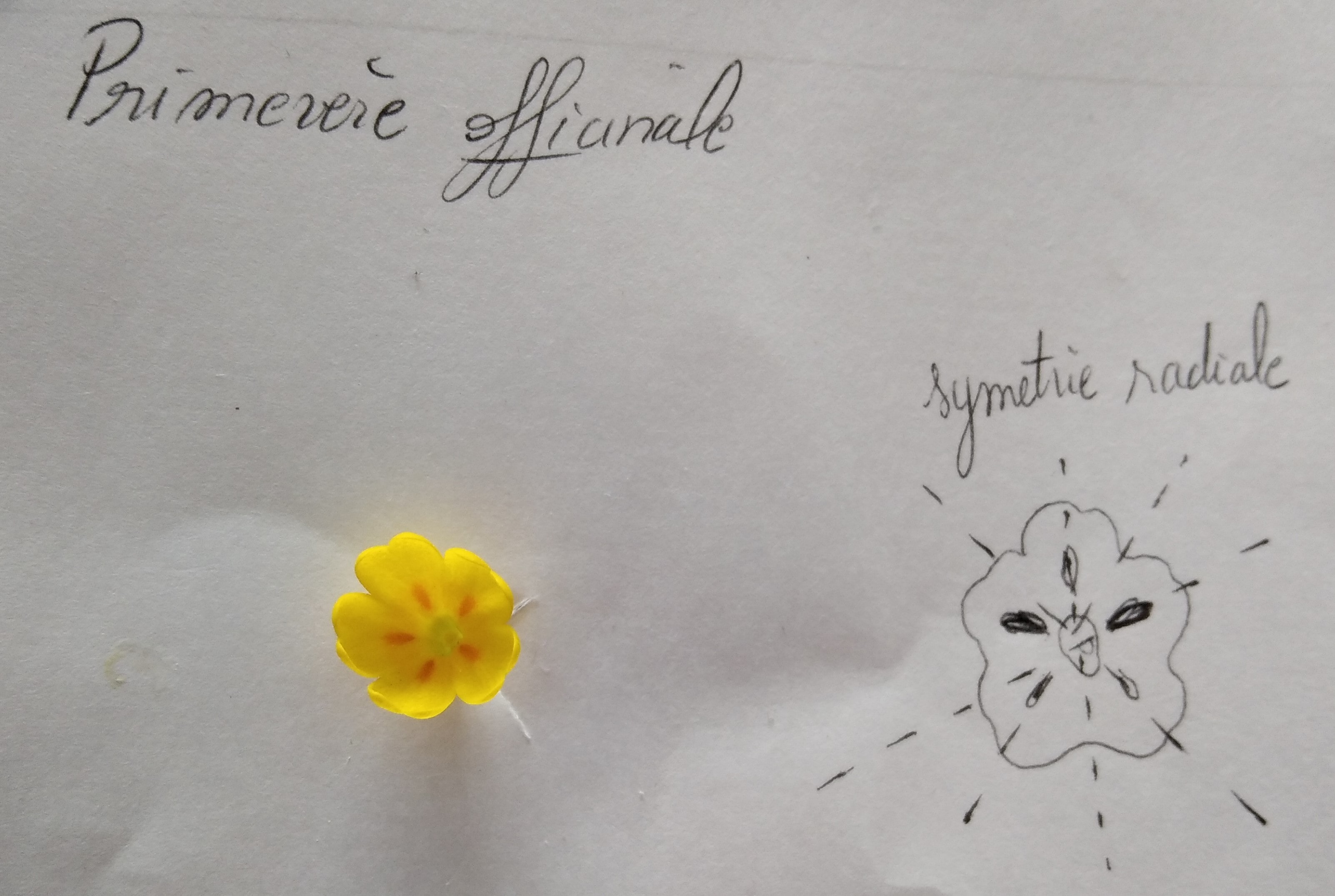 Annexe 1 corolle vue de haut .jpg