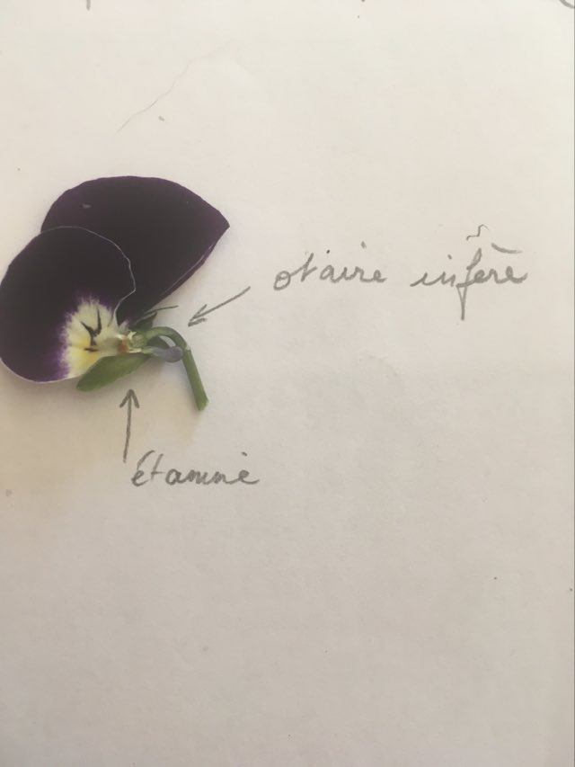 Annexe 91940807_2656792664536681_735945575337295872_n.jpg