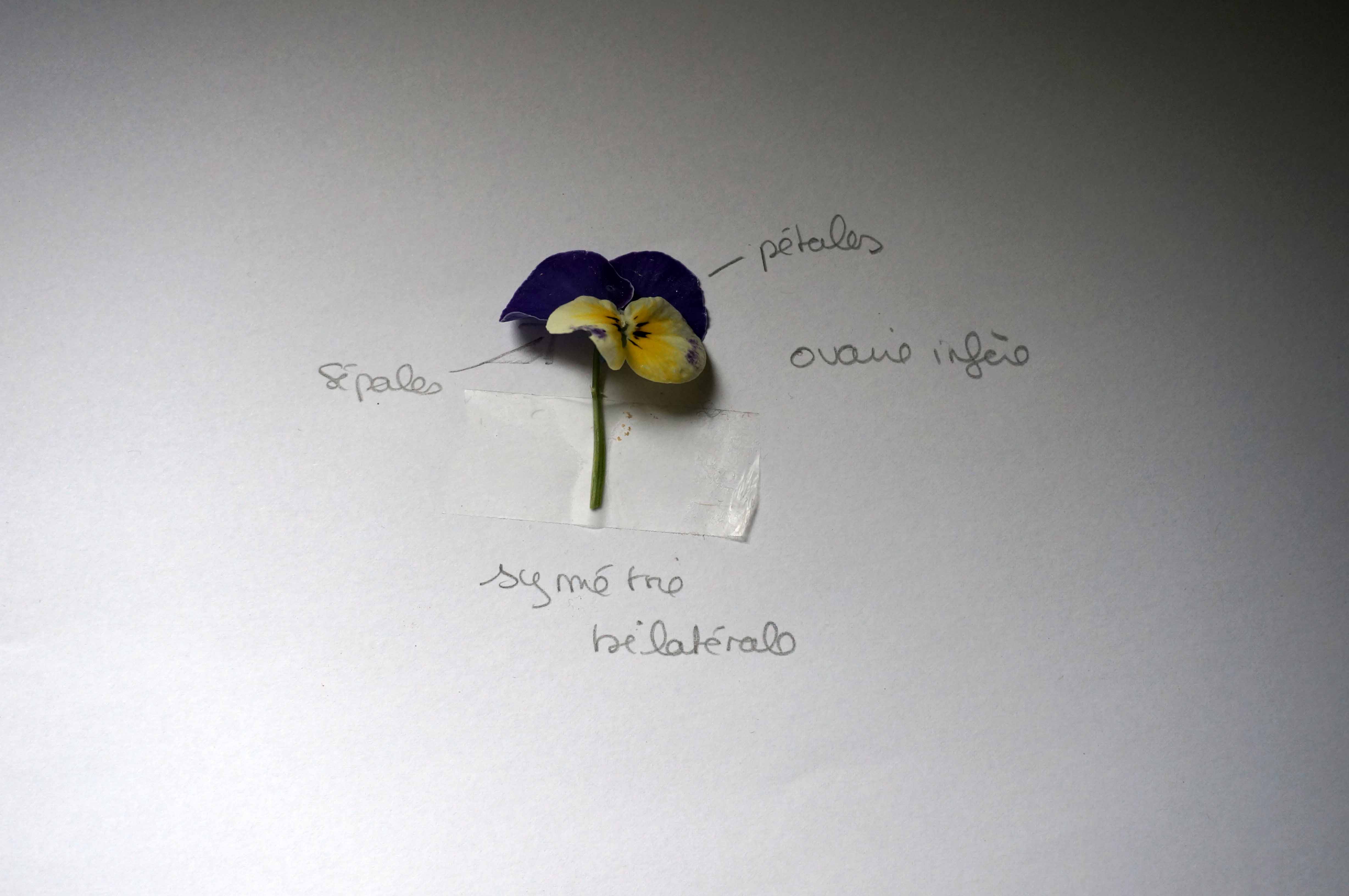 Annexe DSC08862psd.jpg