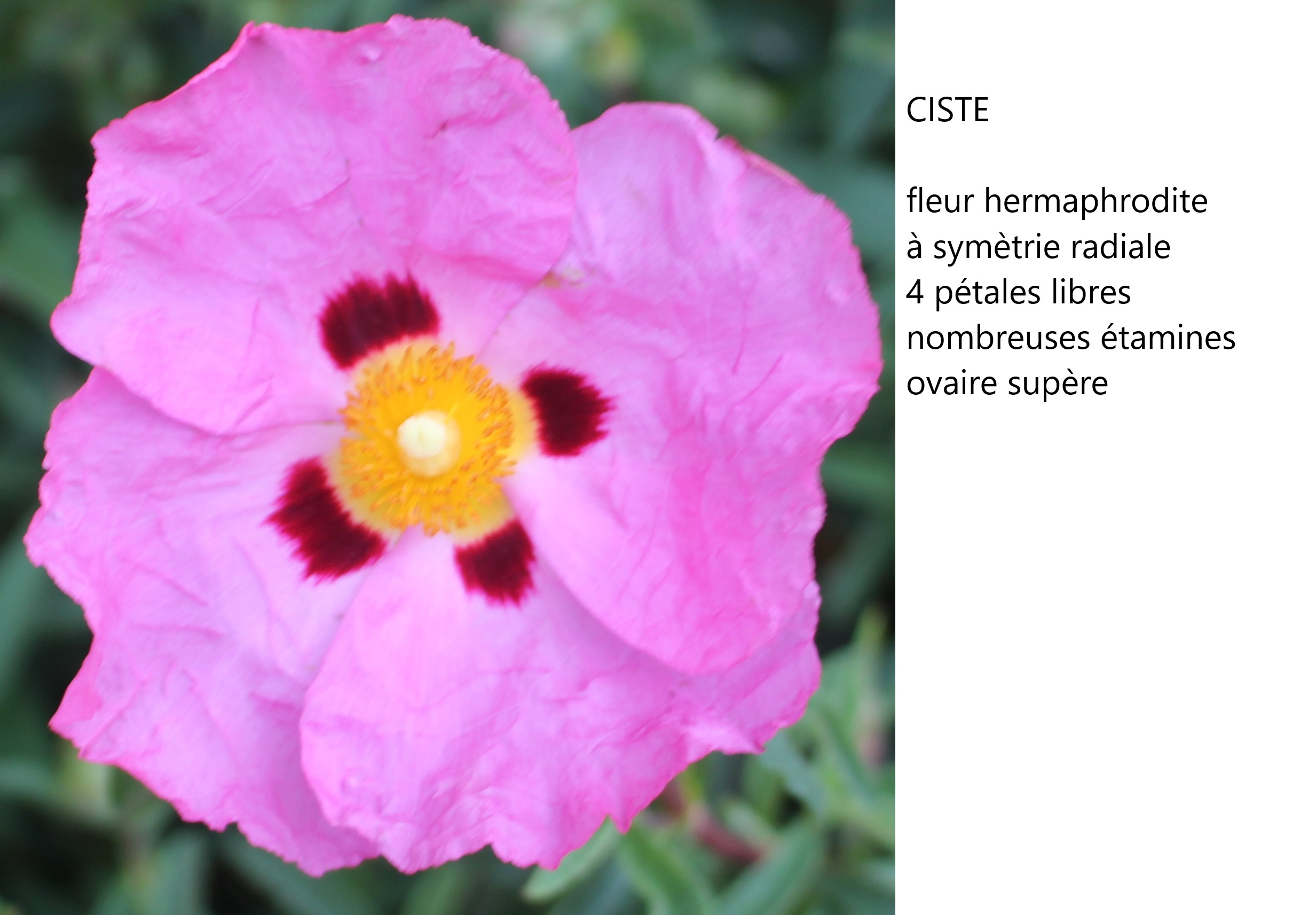 Annexe IMG_1042 3.jpg