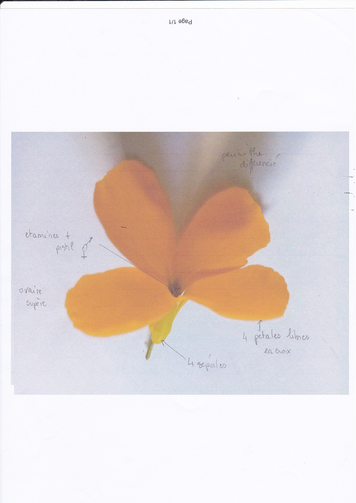 Annexe giroflée_20200406_0001.jpg