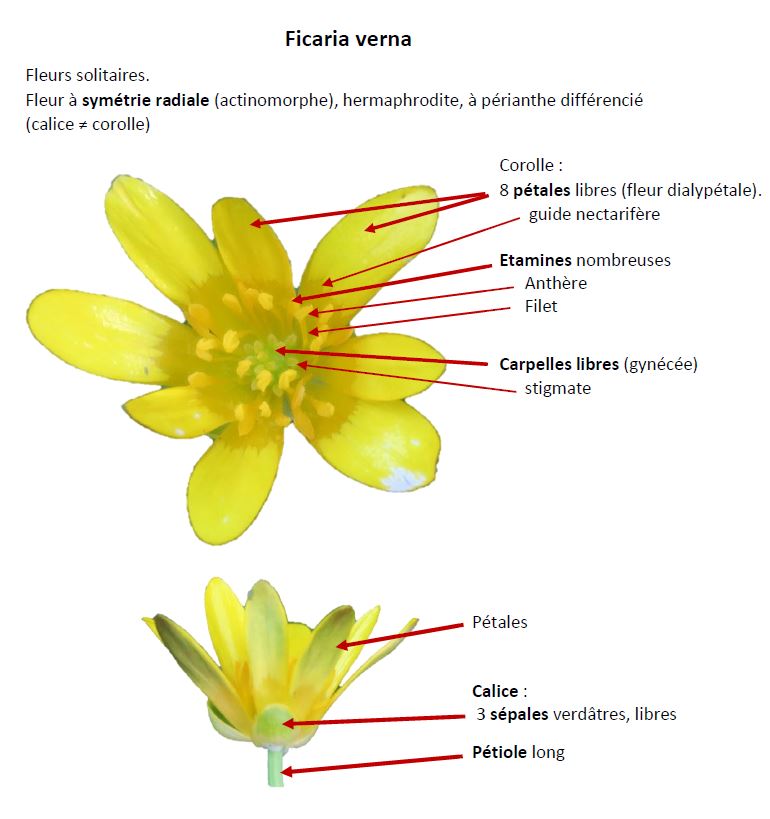 Annexe Ficaria verna.JPG