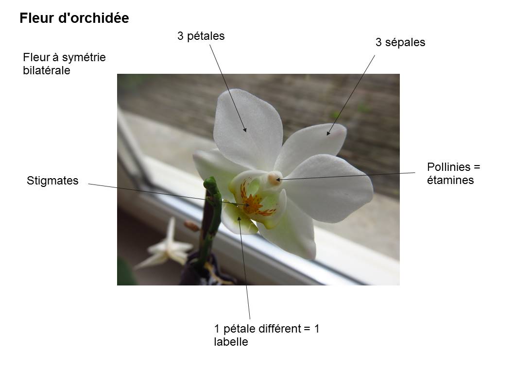 Annexe Fleur Orchidée.jpg
