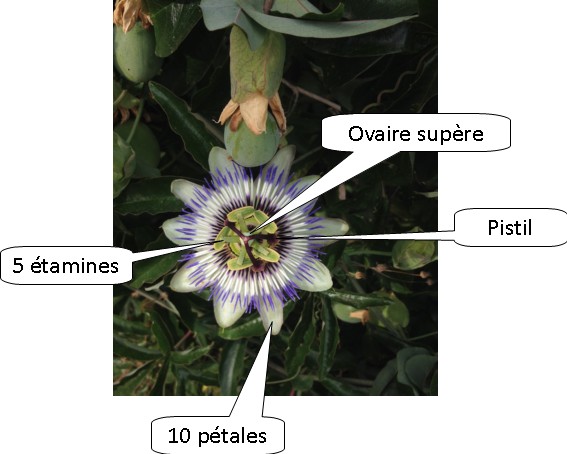 Annexe exercice fleur de passiflore.jpg