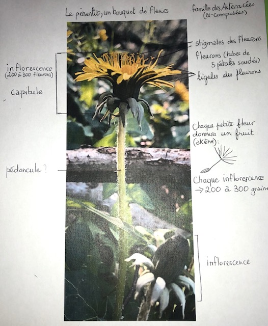 Annexe pissenlit - Taraxacum