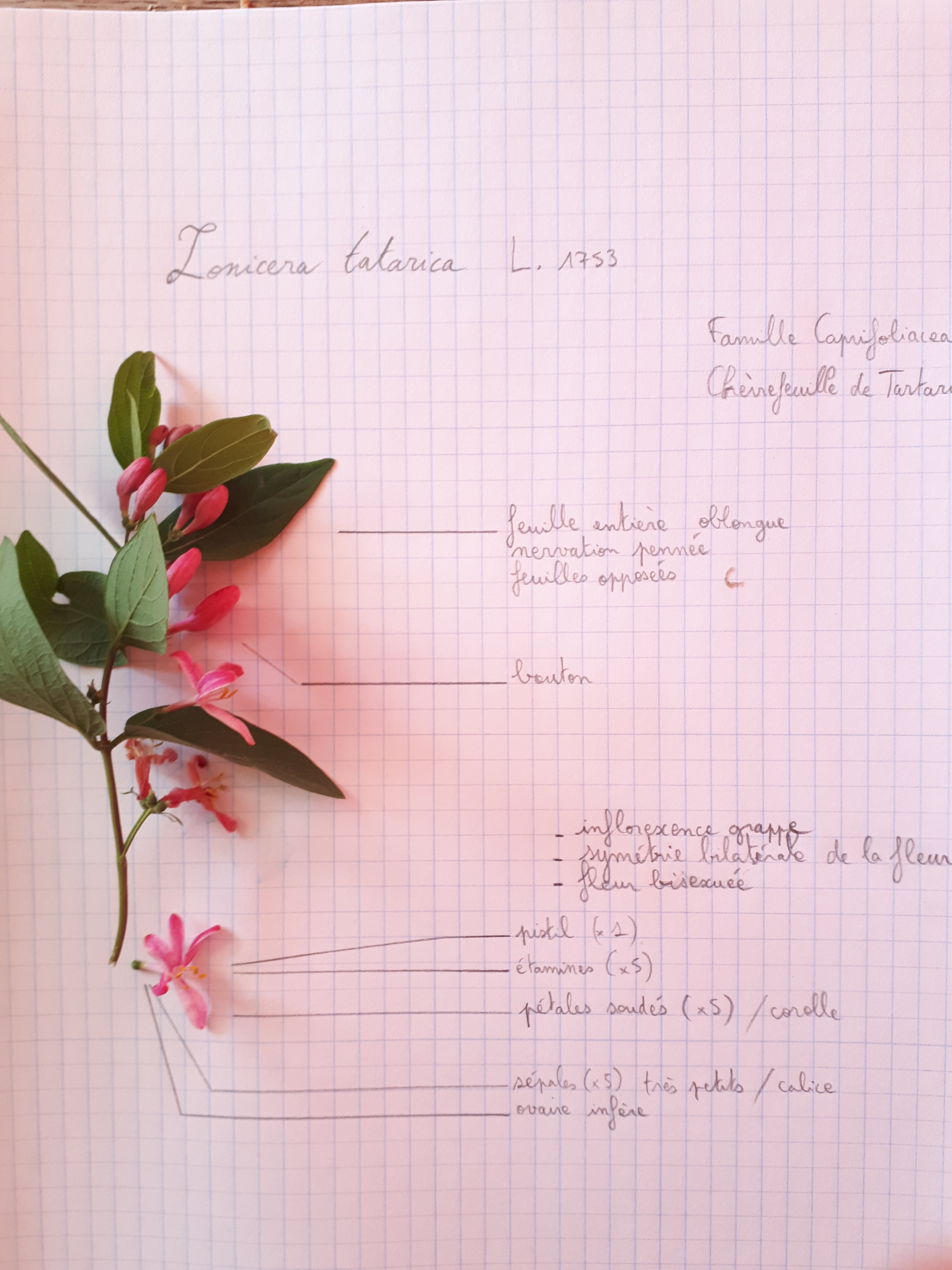 Annexe chèvrefeuille de Tartarie.jpg