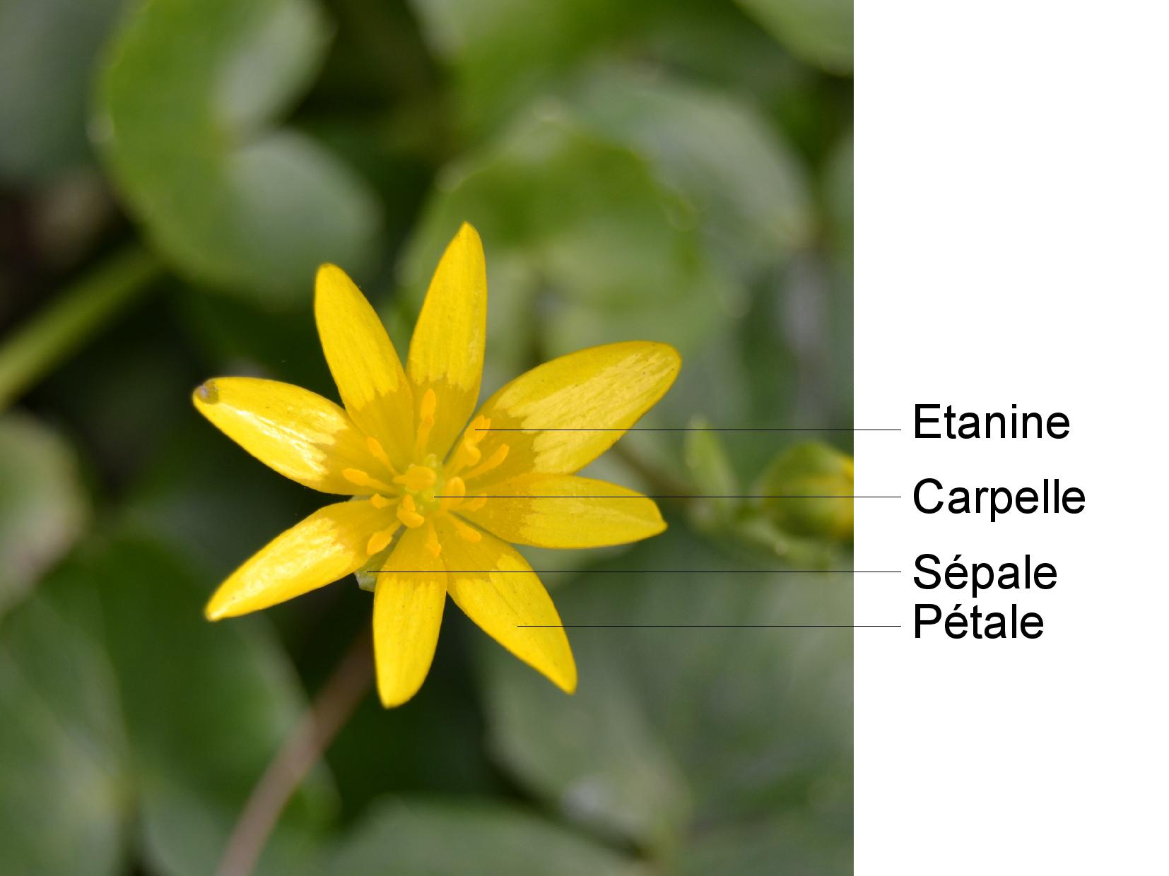 Annexe Ficaire-page-001.jpg