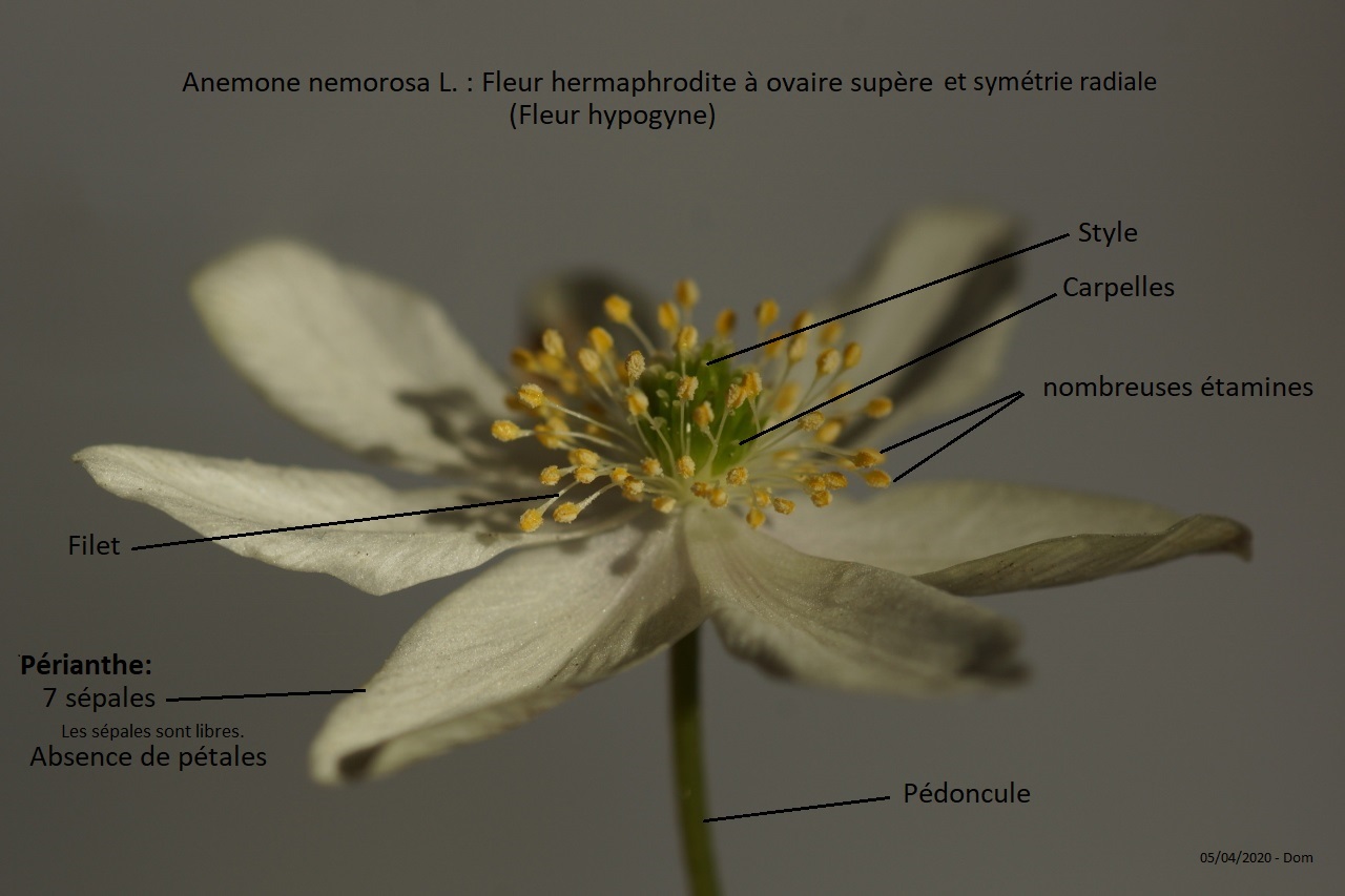 Annexe A. nemorosa L..jpg