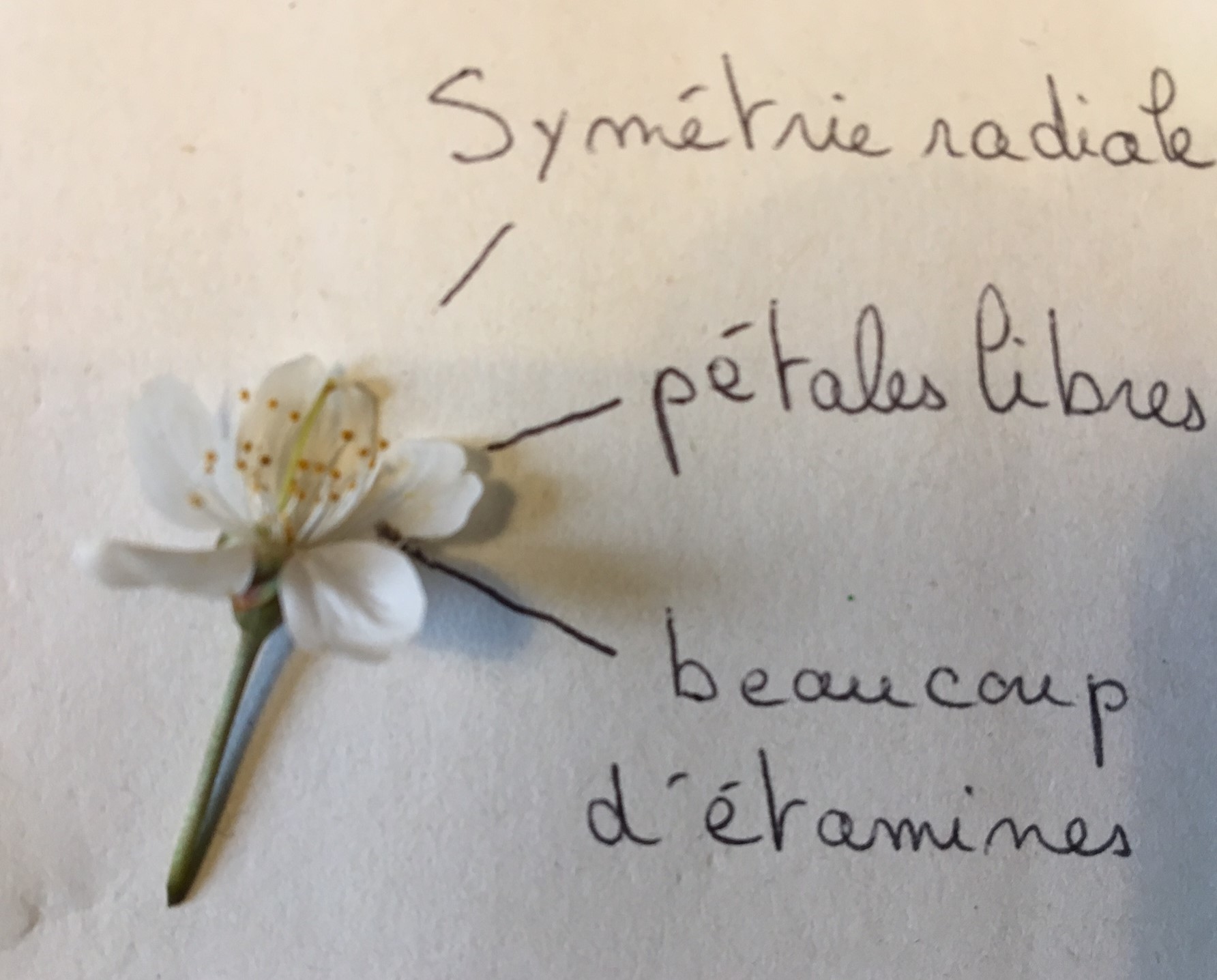 Annexe fleur de cerisier.jpg