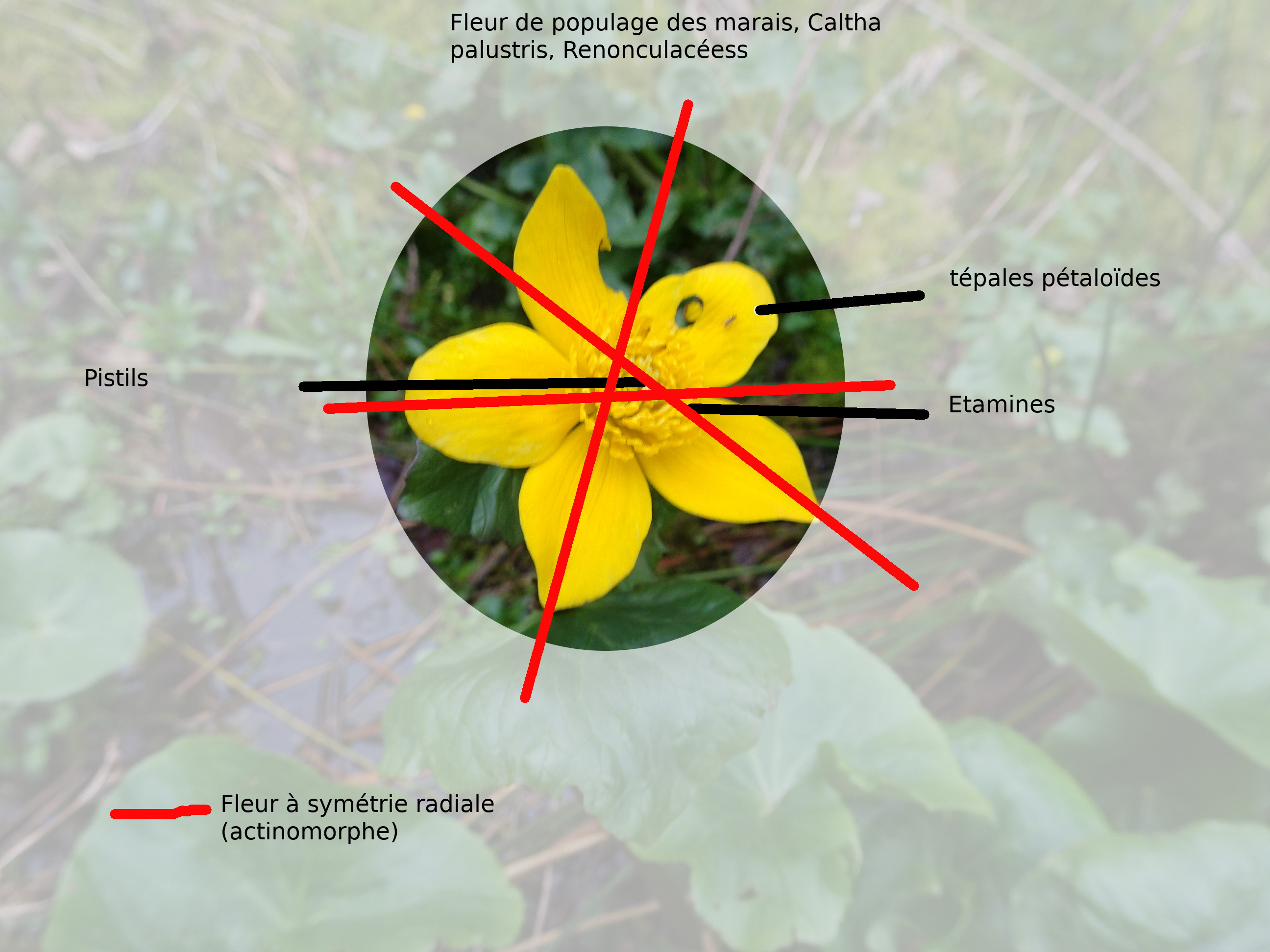 Annexe populage des marais.JPG