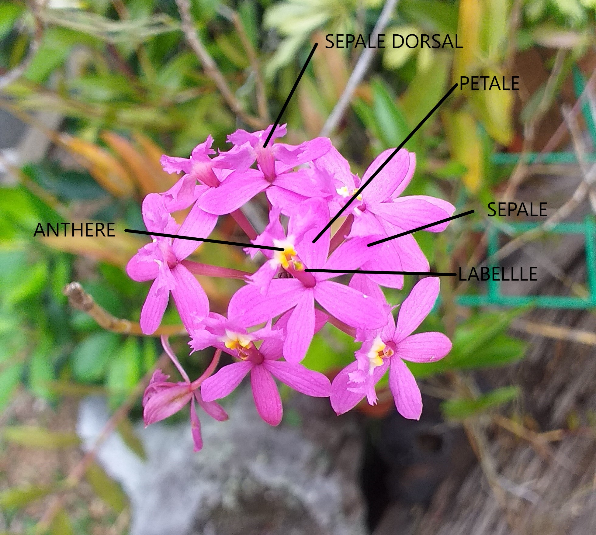 Annexe Dendrobium sp.jpg