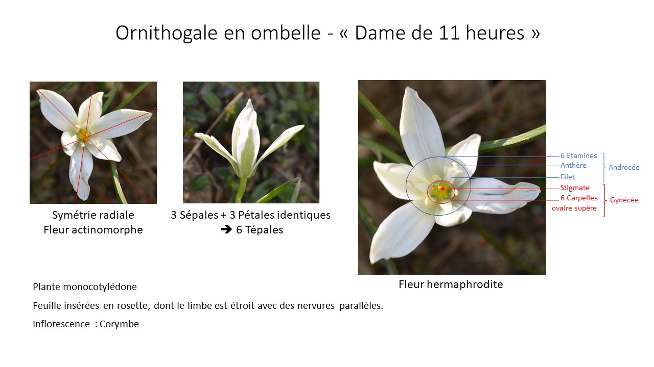 Annexe Seq3Activite1.jpg