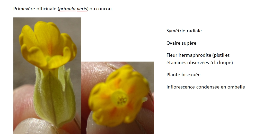 Annexe primevere.jpg