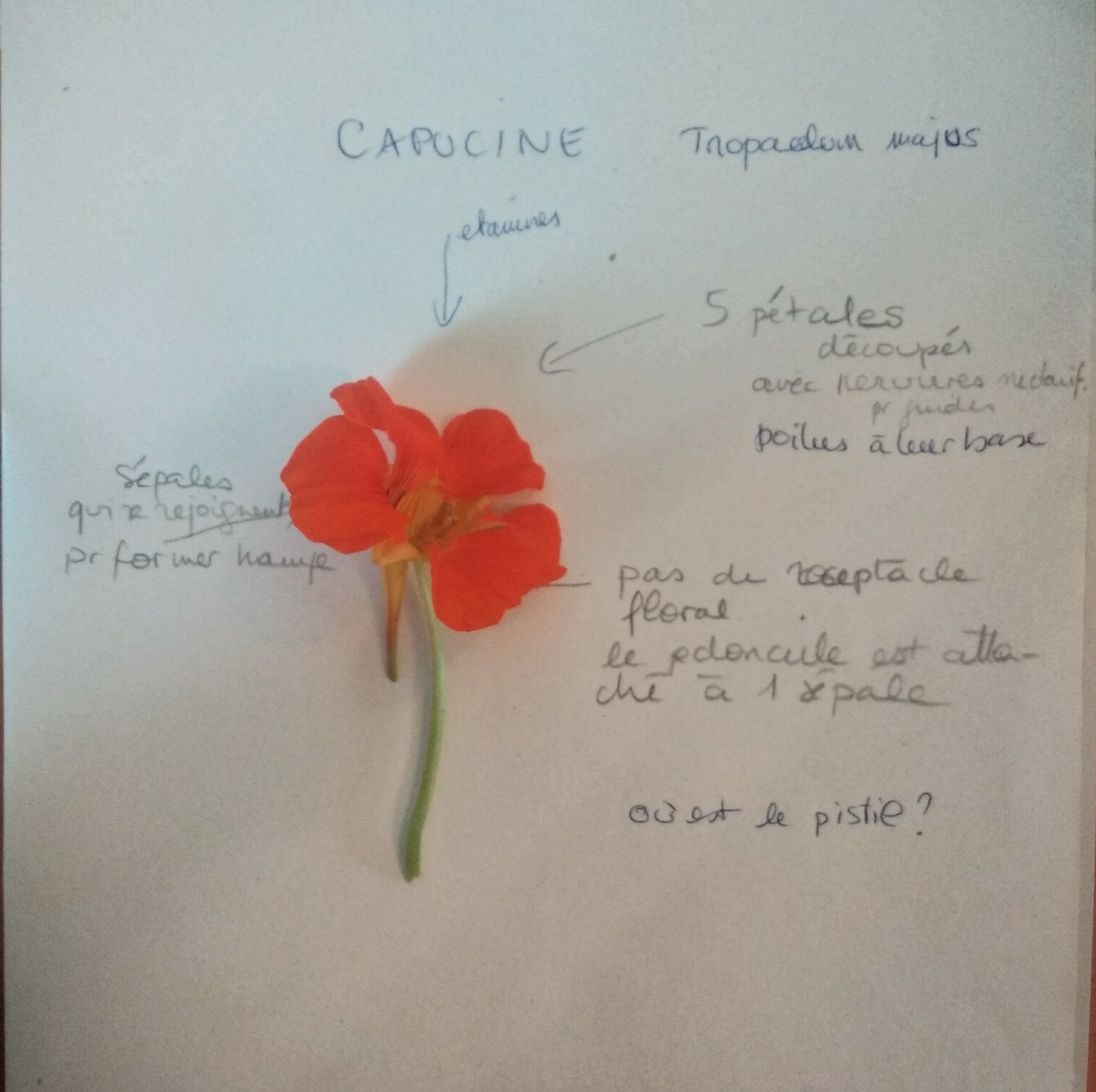 Annexe IMG_20200407_123843.jpg