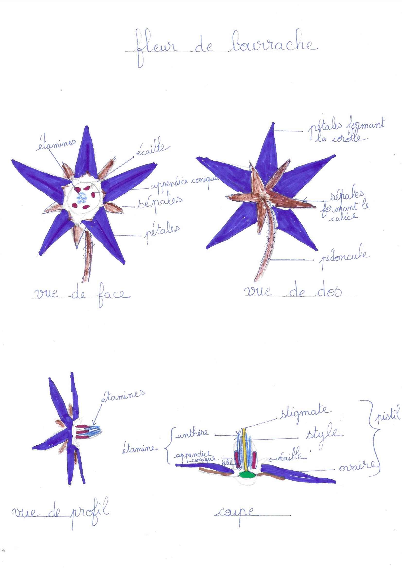 Annexe DESSIN BOURRACHE.jpg