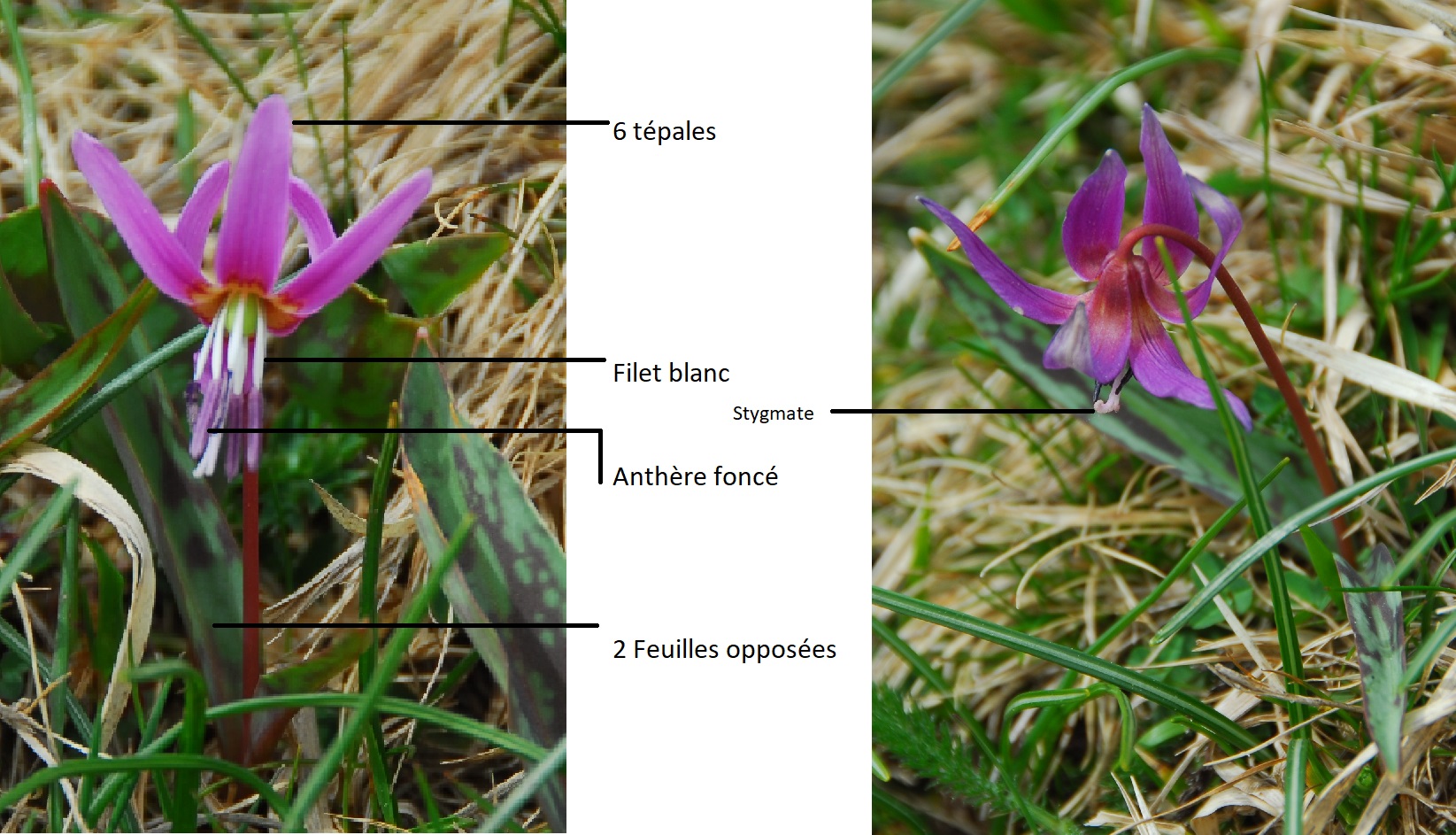 Annexe Chien dent.jpg