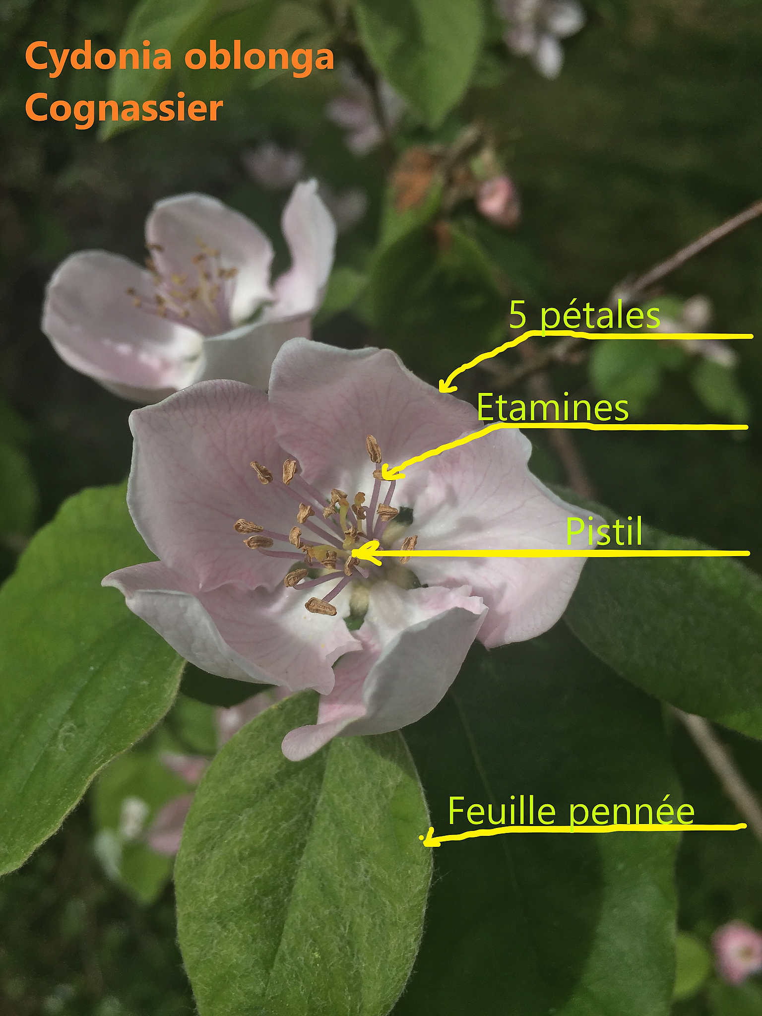 Annexe Cydonia oblonga_DxO.jpg