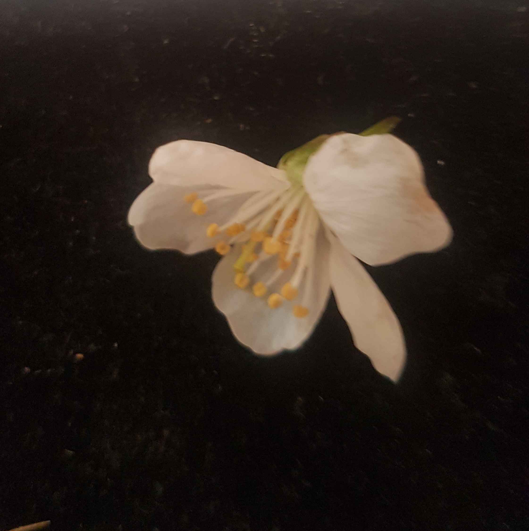 Annexe fleur-de-cerisier.jpg