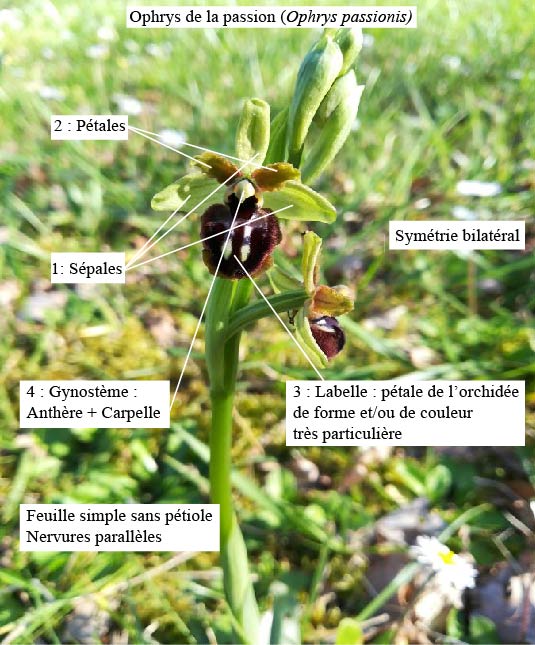 Annexe Compo_fleur.jpg