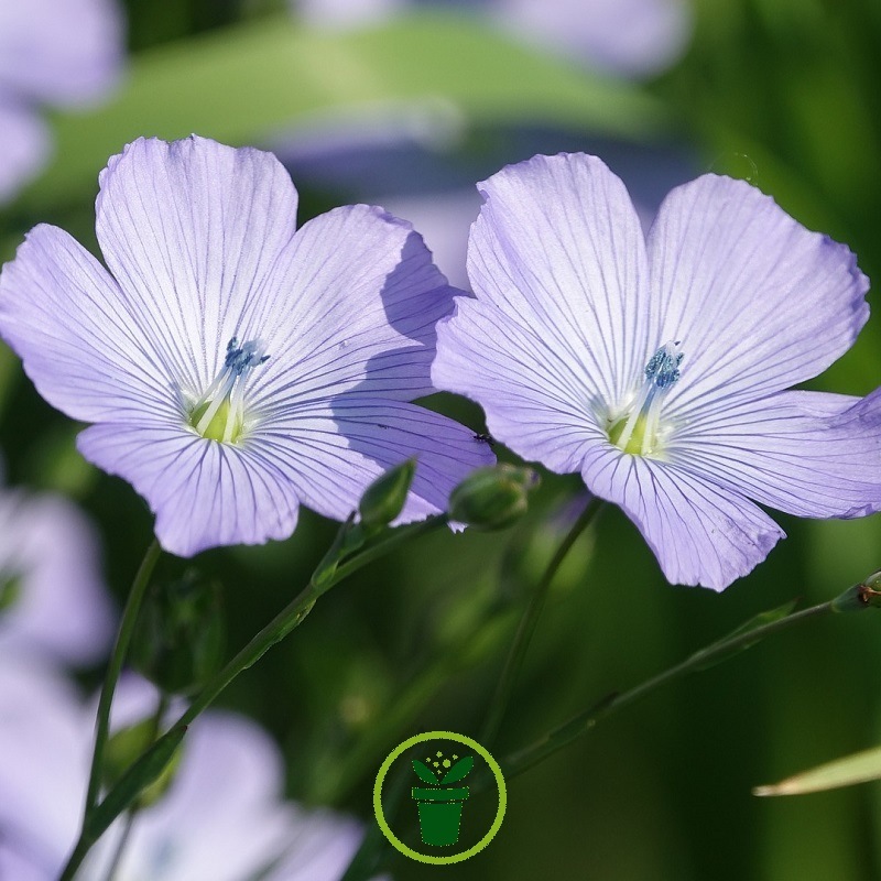 Annexe lin-a-grande-fleur-rouge-ou-lin-vivace-bleu.jpg