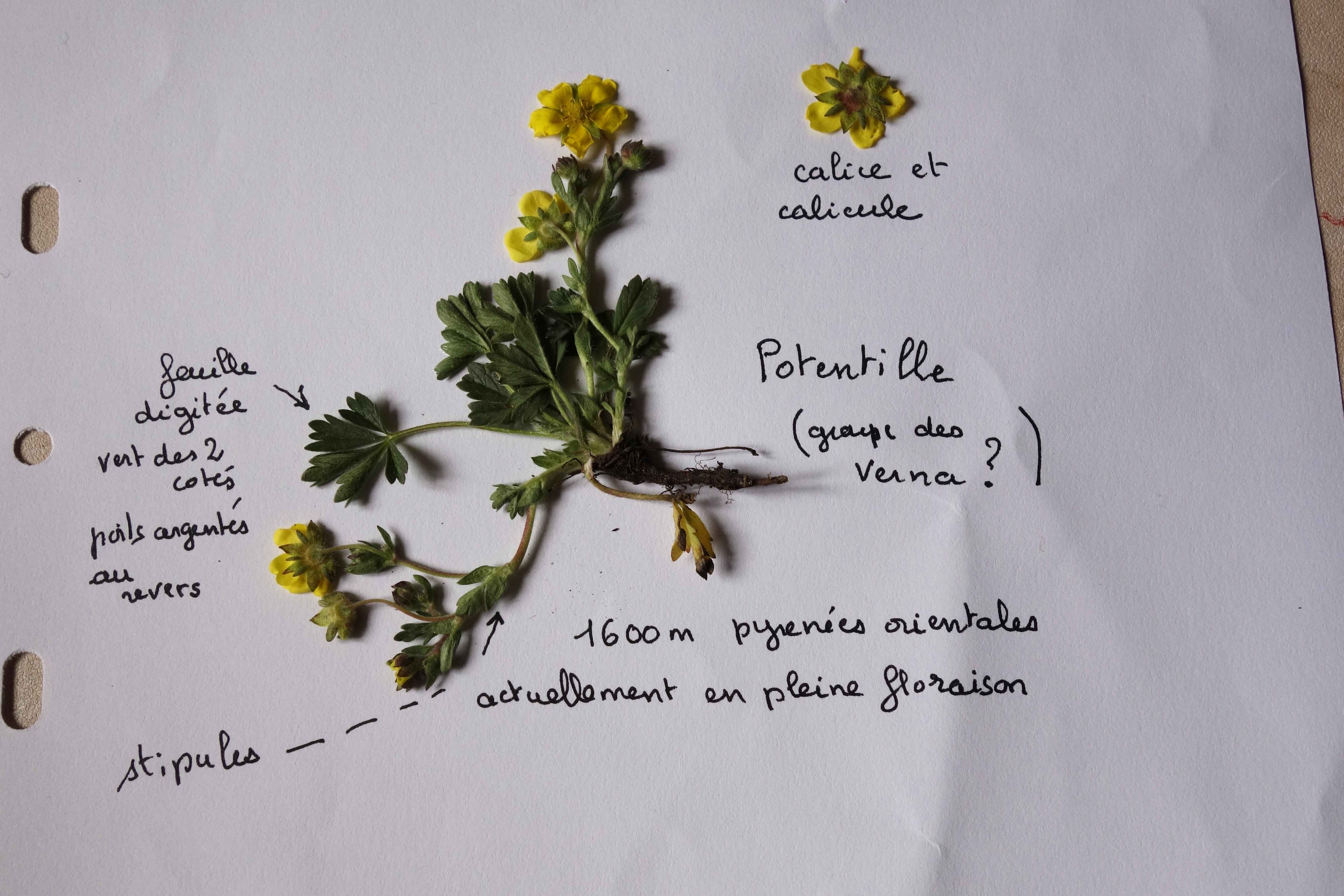 Annexe potentille-petit.JPG