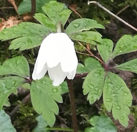 Annexe AnemoneDos.jpg