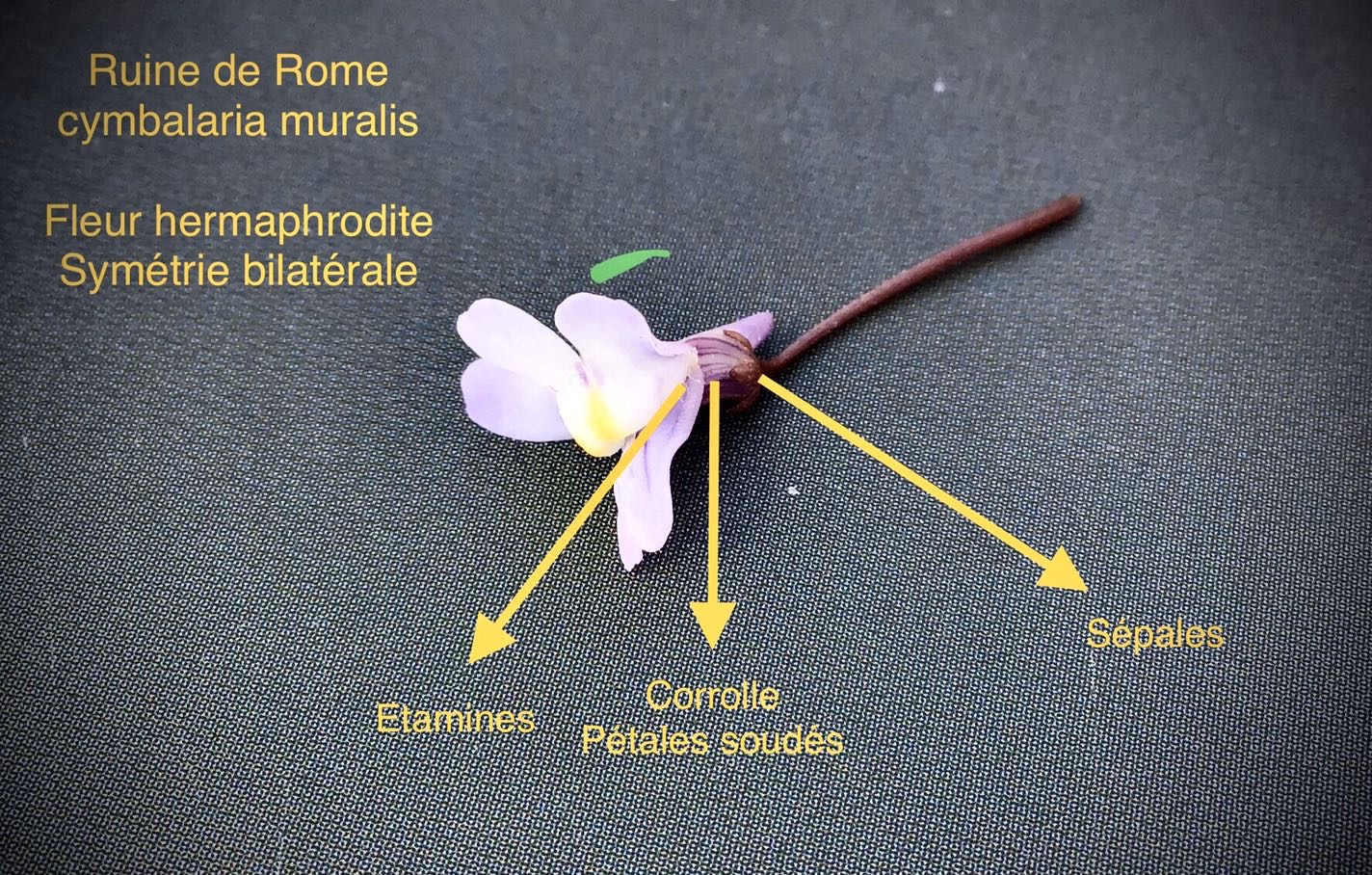 Annexe 5D4E7C18-CD8D-4258-8DE1-3C122CF6DEE5.jpeg