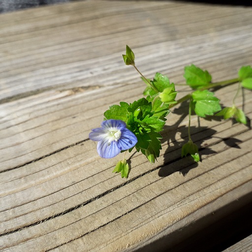 Annexe veronica filiformis.jpg