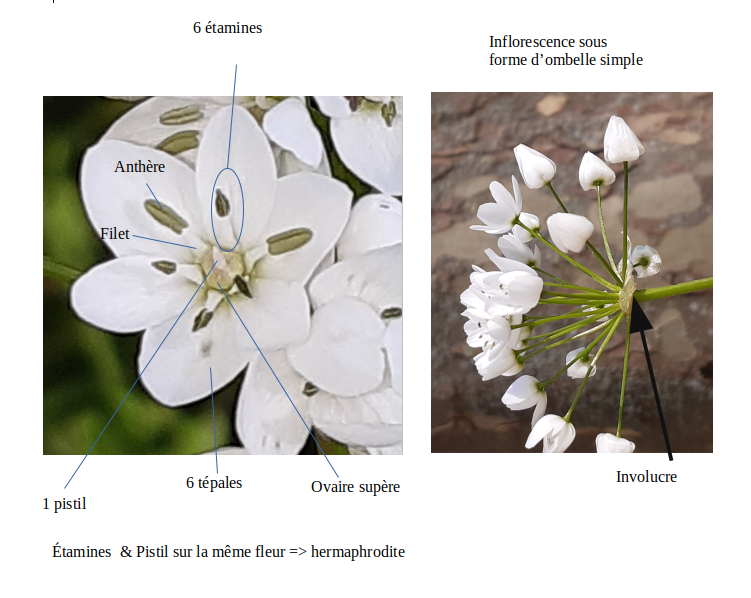 Annexe anatomie ail.png