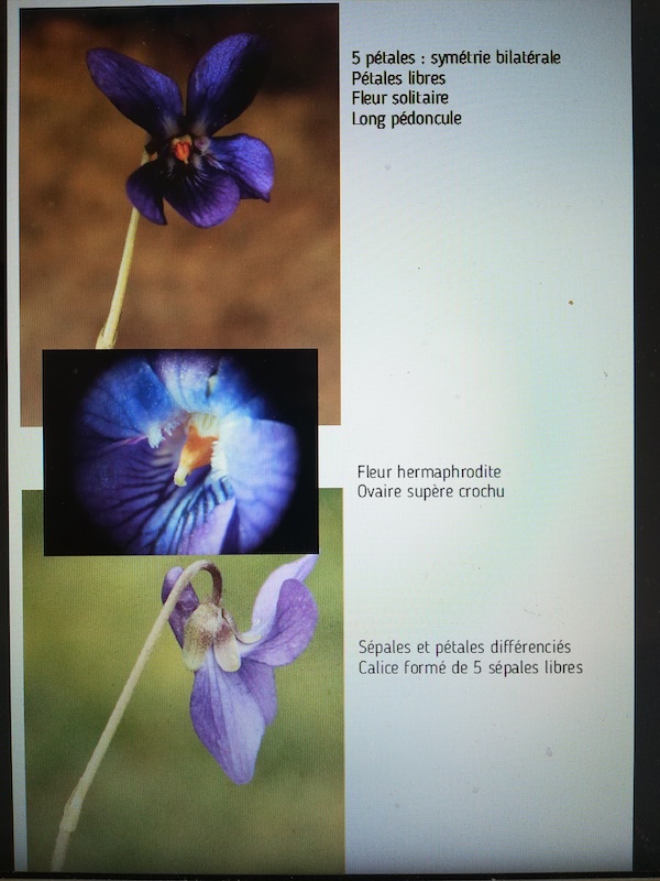 Annexe IMG_20200407_172855.jpg