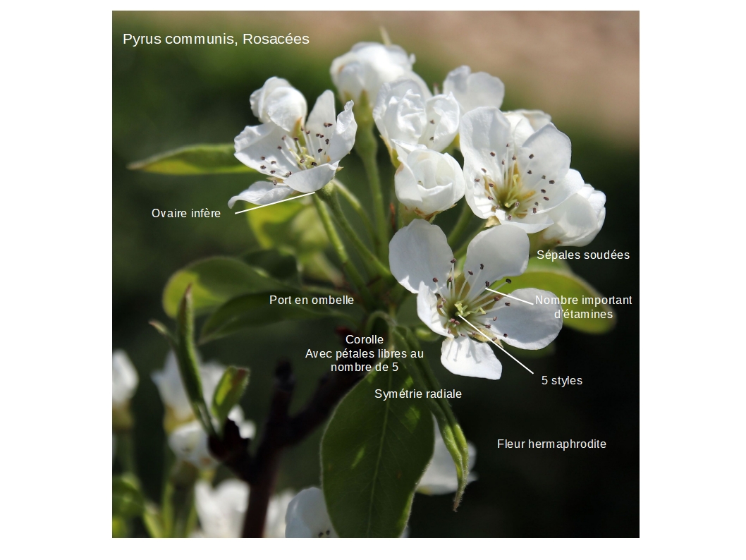 Annexe inflorescence_poirier.jpg