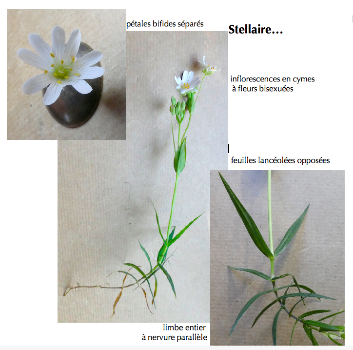 Annexe Capture d’écran 2020-04-07 à 22.26.28.png