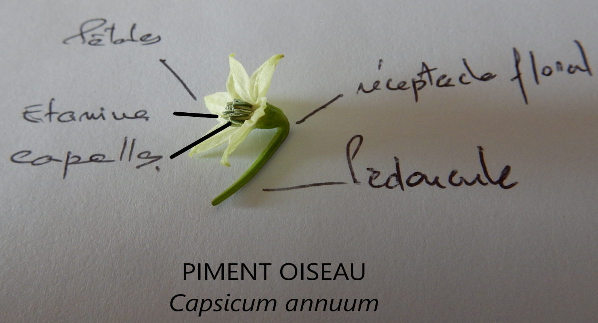 Annexe piment oiseau.png