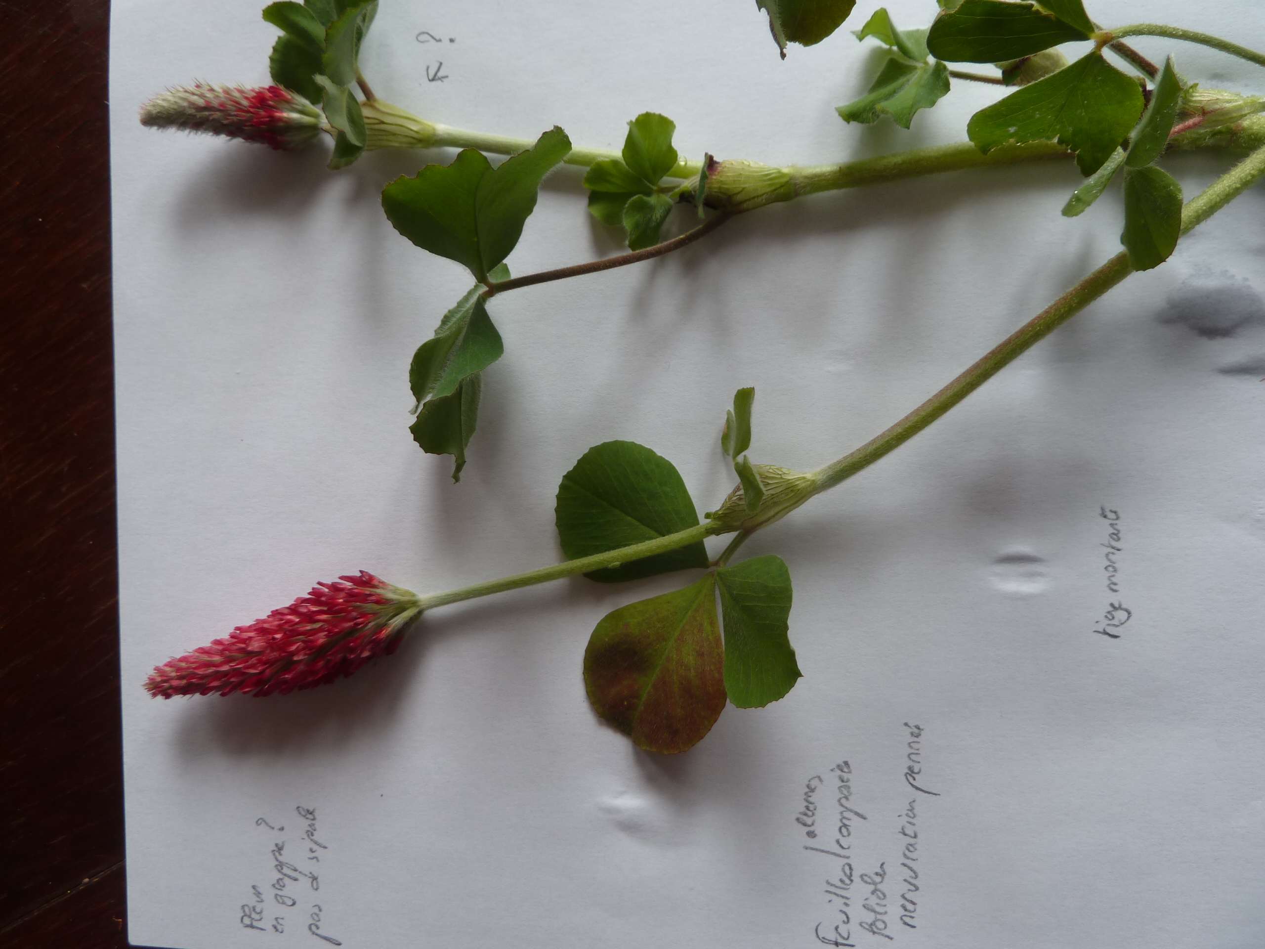 Annexe belle inc.jpg