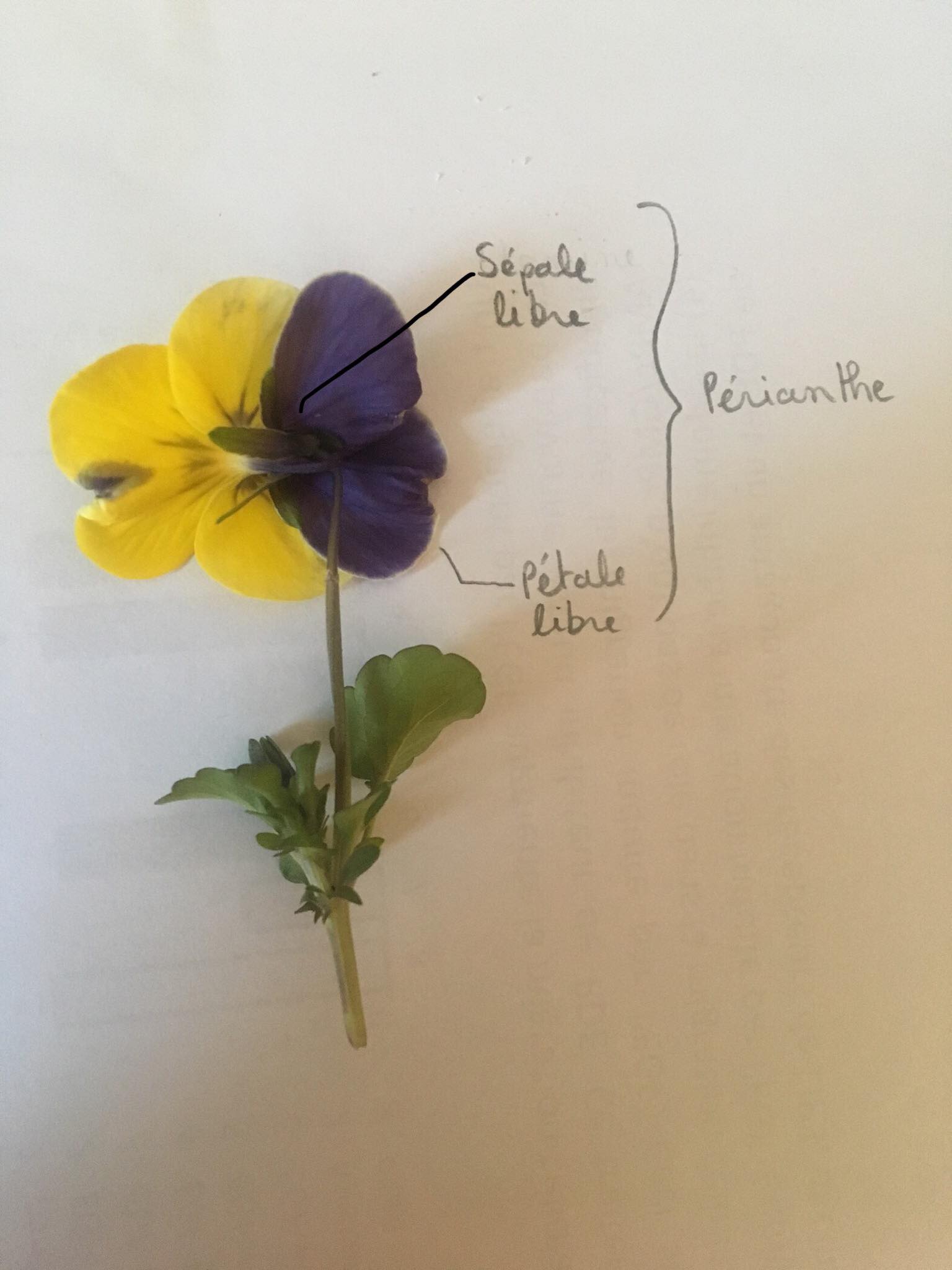 Annexe 92369847_1562026803979707_5631577624074518528_n.jpg