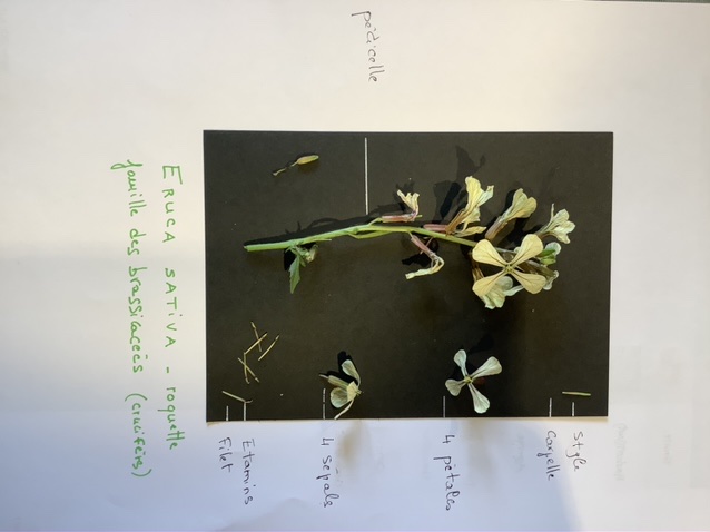 Annexe E6B5DE3C-56F8-417D-9955-2EA1D8324600.jpeg