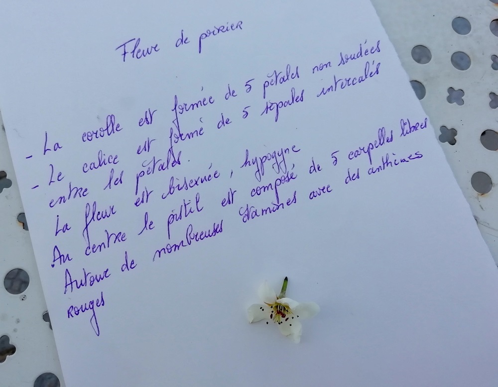 Annexe 12 fleur de poirier.jpg