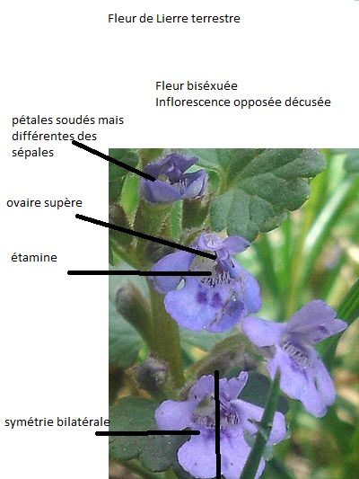 Annexe fleur lierre terrestre.jpg