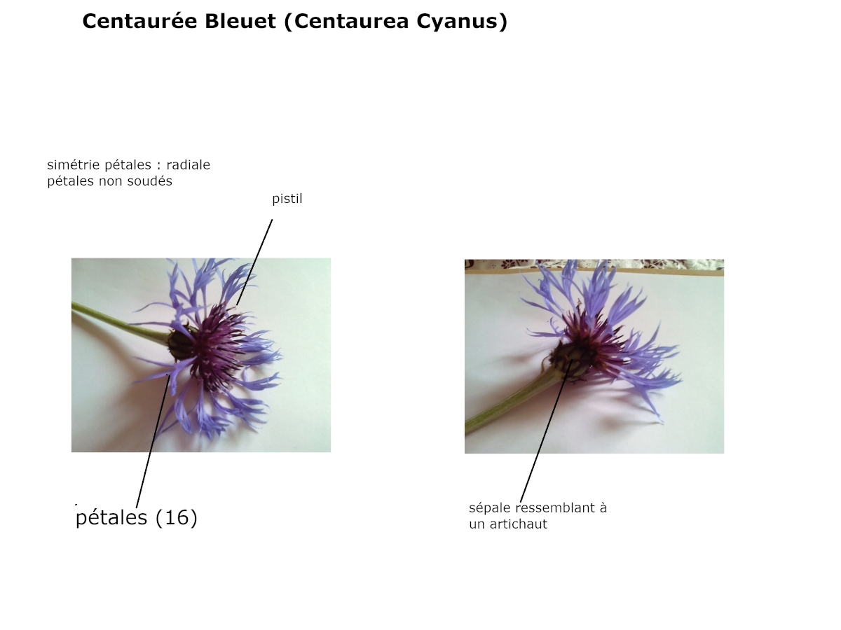 Annexe fleur-bleuet.png