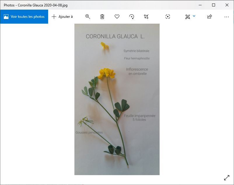Annexe Coronilla glauca Capture.JPG