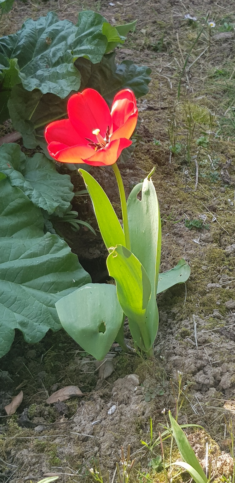 Annexe 20200408_152548_resized.jpg